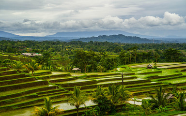 UNESCO World Herritage. Travel Bali, Indonesia concept. Breathtaking landscape view of Jatiluwih rice fields/terraces. Tourist the most popular attraction/destination.