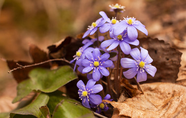 Spring flower Liverleaf. Group of first spring flowers among fresh green and last year's brown...