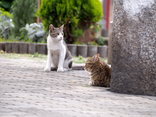 Obraz premium 街猫