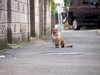 街猫