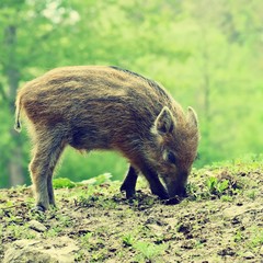 Beautiful little pig wild in nature. Wild boar. Animal in the forest