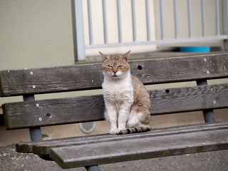 街猫