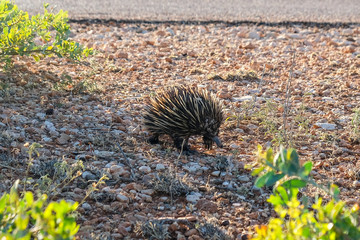 Echidna in Cape Range NP, Australia