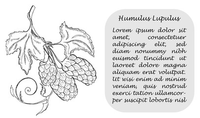 Banner with Black Branch of Hop and Place for Text
