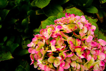 Pink flowers on a soft background blur.