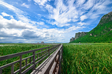 Fototapeta na wymiar Wooden Bridge in lotus lake at Khao Sam Roi Yot National Park, Thailand.Landscape view and natural lake with wooden footbridge