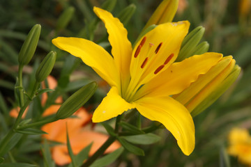 single asiatic lily