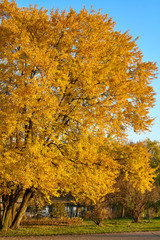 Tree with golden leaves in autumn park