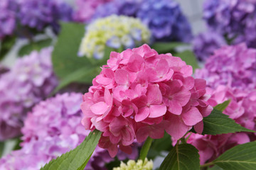 hydrangea pink purple blue