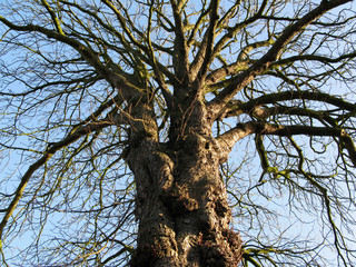 Gnarled and knotted Willow Tree with impressive trunk in winter - low angle imposing looking