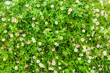 Top view of flowers background in garden - 247020832
