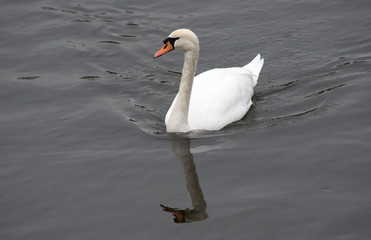 Mute Swan
