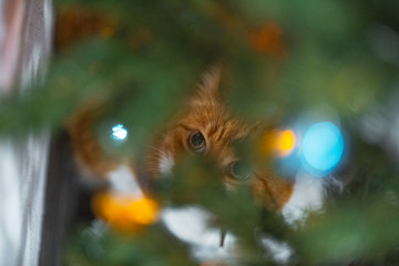 Portrait of cute red white cat near christmas tree