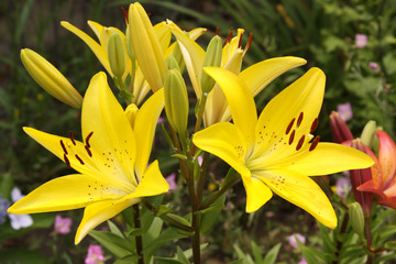 asiatic lily group yellow