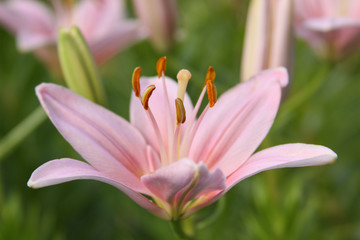 Fototapeta na wymiar asiatic lily upturn pink