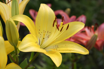 Fototapeta na wymiar asiatic lily yellow