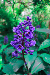 Fototapeta na wymiar Purple flower on blurred background