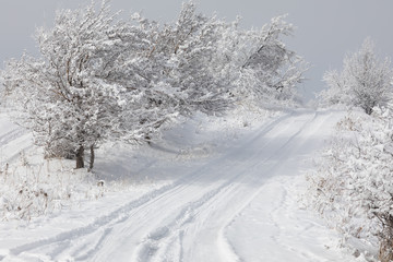 snowy road with trees at sunset, white winter landscape
