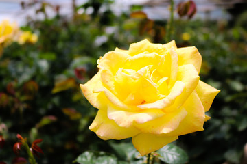 Blooming yellow flower on blurred background