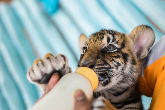 Man Feeding Baby Tiger.