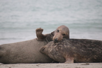 Fototapeta premium Robben Helgoland Nordsee