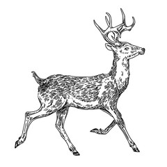 Running deer. Sketch. Engraving style. Vector illustration.