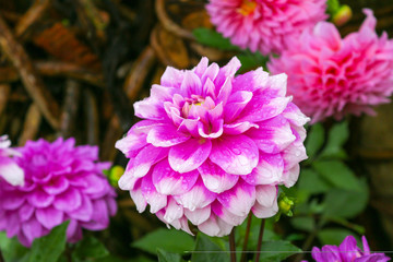Blooming purple flower on blurred background
