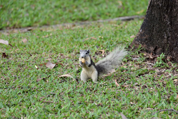 squirrel in the garden 4