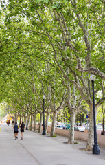 Fototapeta premium Jogging under the plants in Barcelona