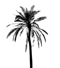 silhouette of coconut tree isolated on white background