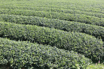 Tea plantation at chiang rai, thailand