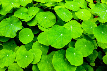 Green leaves background - 247023615