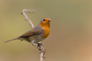 robin on a branch