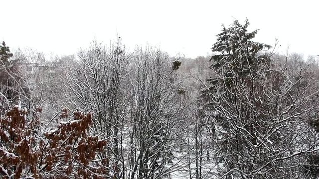 top view of a snow-covered deciduous tree that swings heavily from the wind, a lonely man passes below