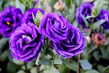 Fototapeta na wymiar Purple roses in the garden, with selective focus.