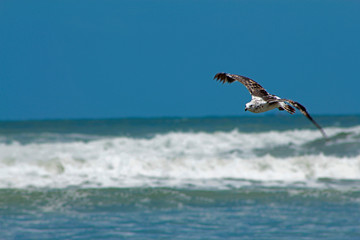 Bird and Sea