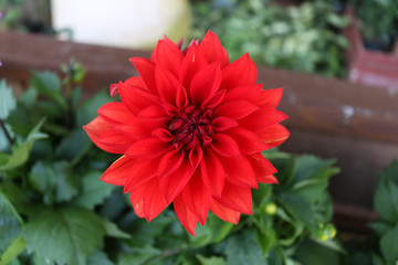 Red flower blossom in the garden - 247024234