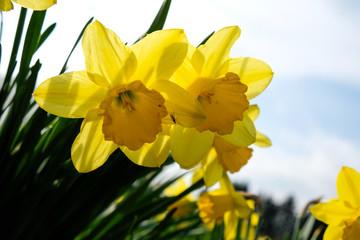 Narcissus Field, Munich, Germany