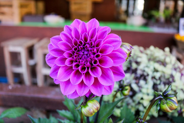 Purple flower blossom in the garden - 247024241