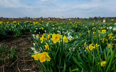 Narcissus Field, Munich, Germany