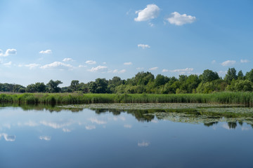 Obraz na płótnie Canvas A pond in summer, Khmelnytskyi region, Ukraine