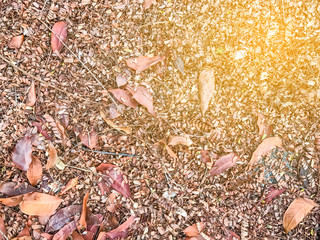 Autumn Leaves on the ground at Early morning - 247024836