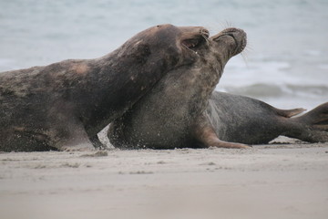 Robben Helgoland Nordsee