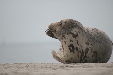 Naklejka premium Robben Helgoland Nordsee