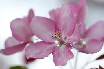 beautiful delicate pink flowers of an sakura blooming in the spring garden