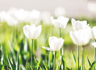 White blooming tulips on sunlight in the garden. Nature, spring background