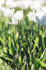 Fototapeta premium White blooming tulips on sunlight in the garden. Nature, spring background