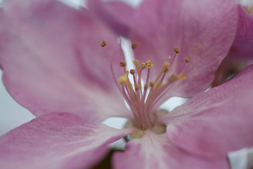 Fototapeta na wymiar beautiful delicate pink flower of apple, macro