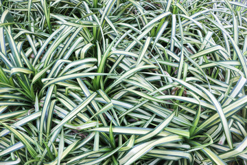 Close up a green plant leaves - 247025648