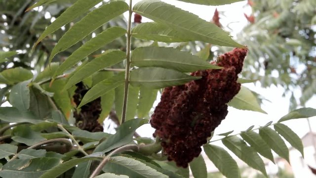 large brown inflorescence on a bush with carved leaves